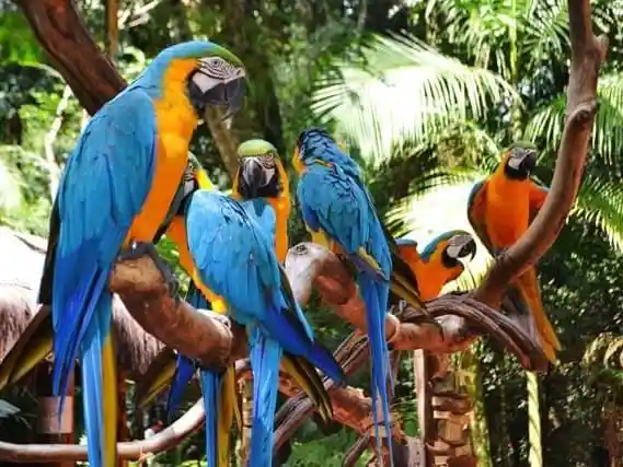 Guacamayos de colores en el Parque de las Aves de Foz do Iguaçu
